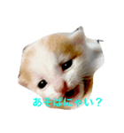 mini mini cat（個別スタンプ：7）