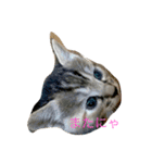 mini mini cat（個別スタンプ：8）