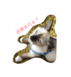 猫のギズモと5ニャング（個別スタンプ：1）
