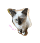 猫のギズモと5ニャング（個別スタンプ：2）