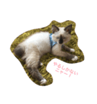 猫のギズモと5ニャング（個別スタンプ：3）