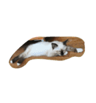 猫のギズモと5ニャング（個別スタンプ：4）
