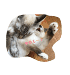 猫のギズモと5ニャング（個別スタンプ：6）