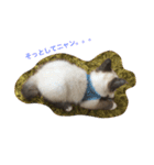 猫のギズモと5ニャング（個別スタンプ：7）