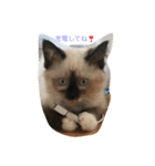 猫のギズモと5ニャング（個別スタンプ：8）