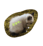 猫のギズモと5ニャング（個別スタンプ：9）