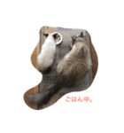 猫のギズモと5ニャング（個別スタンプ：11）
