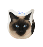 猫のギズモと5ニャング（個別スタンプ：12）