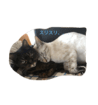 猫のギズモと5ニャング（個別スタンプ：13）