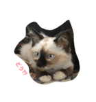 猫のギズモと5ニャング（個別スタンプ：14）