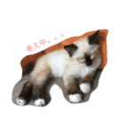 猫のギズモと5ニャング（個別スタンプ：15）