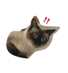 猫のギズモと5ニャング（個別スタンプ：16）