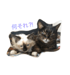 猫のギズモと5ニャング（個別スタンプ：17）