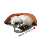 猫のギズモと5ニャング（個別スタンプ：19）