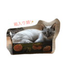 猫のギズモと5ニャング（個別スタンプ：20）