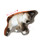 猫のギズモと5ニャング（個別スタンプ：21）
