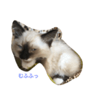 猫のギズモと5ニャング（個別スタンプ：25）