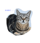 猫のギズモと5ニャング（個別スタンプ：26）