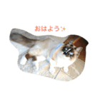 猫のギズモと5ニャング（個別スタンプ：27）