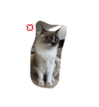 猫のギズモと5ニャング（個別スタンプ：28）