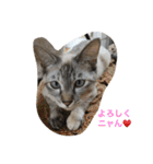 猫のギズモと5ニャング（個別スタンプ：29）
