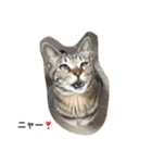 猫のギズモと5ニャング（個別スタンプ：30）