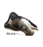 猫のギズモと5ニャング（個別スタンプ：31）