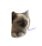 猫のギズモと5ニャング（個別スタンプ：32）