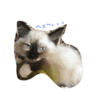 猫のギズモと5ニャング（個別スタンプ：33）
