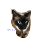 猫のギズモと5ニャング（個別スタンプ：34）