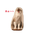 猫のギズモと5ニャング（個別スタンプ：35）