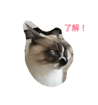 猫のギズモと5ニャング（個別スタンプ：37）