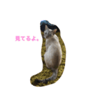 猫のギズモと5ニャング（個別スタンプ：38）