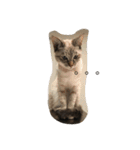 猫のギズモと5ニャング（個別スタンプ：39）