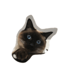 猫のギズモと5ニャング（個別スタンプ：40）