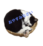 こてつ さん（個別スタンプ：1）