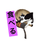 こてつ さん（個別スタンプ：8）