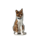 ニャンコの気持ち（個別スタンプ：8）