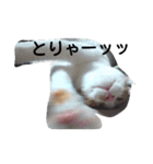 White gang with a brown older brother（個別スタンプ：13）