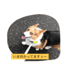 コーギーの龍くん（個別スタンプ：6）
