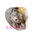 チーボー（個別スタンプ：1）