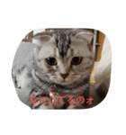 チーボー（個別スタンプ：3）