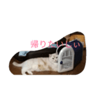 チーボー（個別スタンプ：4）