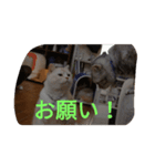 チーボー（個別スタンプ：5）