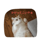 チーボー（個別スタンプ：6）