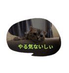 チーボー（個別スタンプ：7）