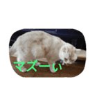 チーボー（個別スタンプ：8）