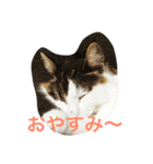 猫からのあいさつ（個別スタンプ：1）