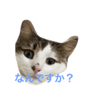 猫からのあいさつ（個別スタンプ：2）