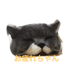 猫からのあいさつ（個別スタンプ：3）